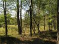 #8: Hunting view platform, 50 meters west of the confluence.