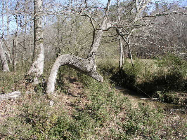 34N 087W sits just west of the Lilia Kerski Tree near the confluence of the eastern and northern tributaries of Coon Creek.