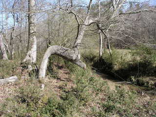 #1: 34N 087W sits just west of the Lilia Kerski Tree near the confluence of the eastern and northern tributaries of Coon Creek.