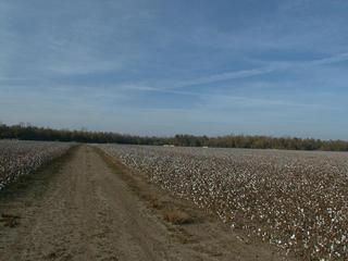 #1: Cotten Field in the Mississippi River Basen (The confluence is located at the third cotton bale to the right)