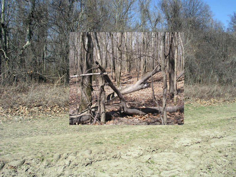 Looking North from 34N 91W, with an insert showing the view toward the Mississippi River (1/4 mile away) taken from just inside the woodline.