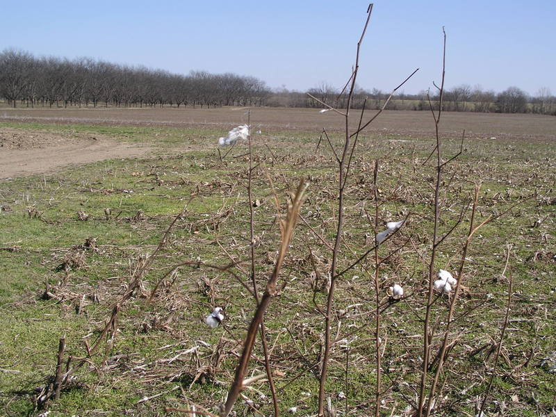 The remnants of last year’s cotton crop, looking from the approach road back toward the pecan orchard and Mississippi River levee.