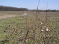 #8: The remnants of last year’s cotton crop, looking from the approach road back toward the pecan orchard and Mississippi River levee.