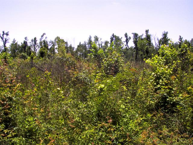 View from road toward confluence with is about 300 meters away.