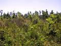 #2: View from road toward confluence with is about 300 meters away.