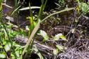 #3: Cottonmouth which guards the approach from the east.