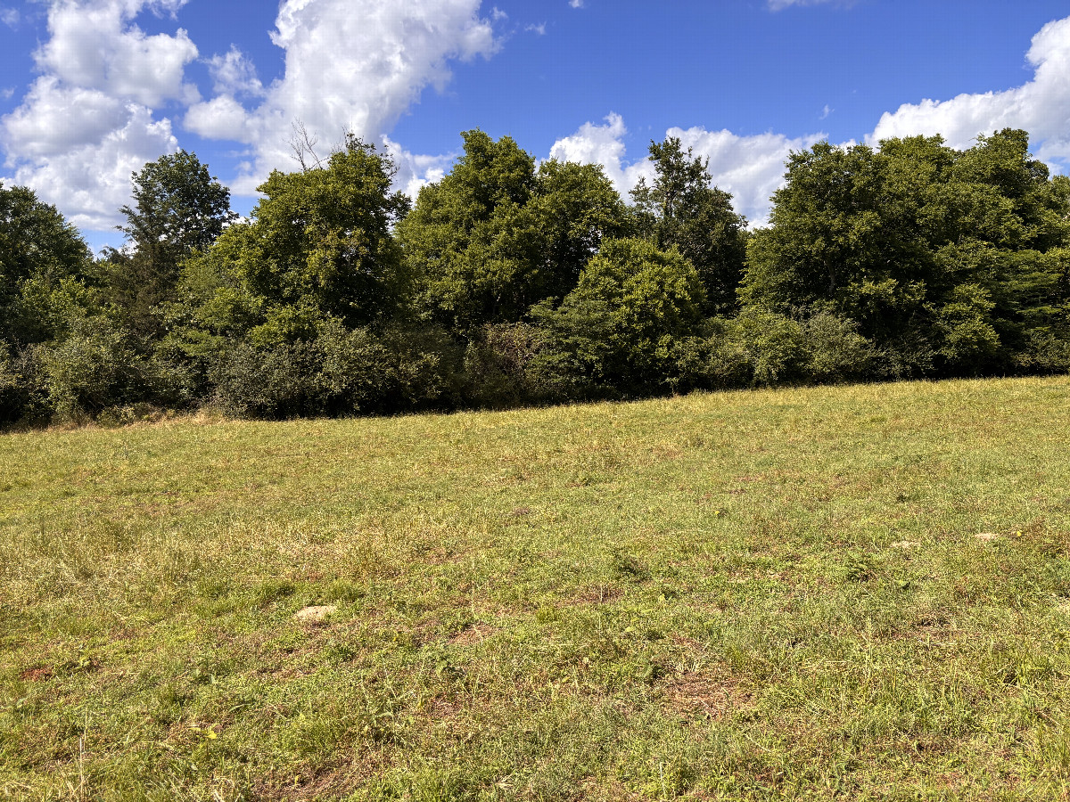 A view to the north from the confluence.