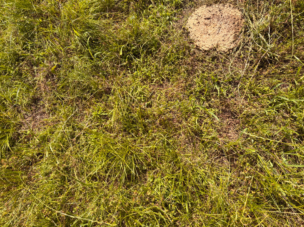 Ground cover at the confluence point.