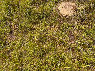 #8: Ground cover at the confluence point.
