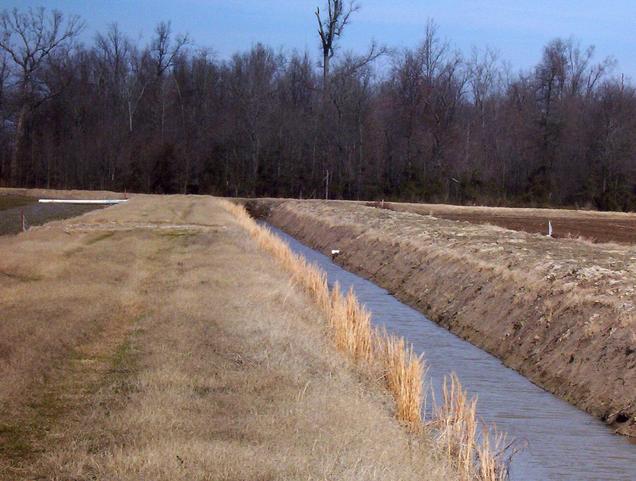 Looking north along irrigation ditch near confluence.