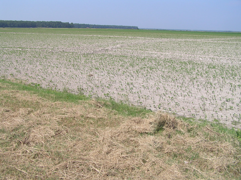 View of the confluence of 35 North 91 West, in the foreground, looking southwest.