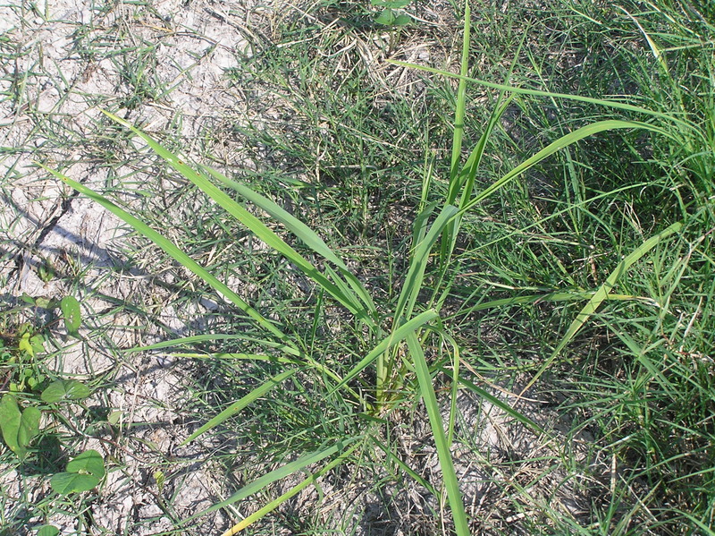 Ground cover at the confluence point.