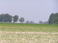 #9: View to the northwest from the confluence. 