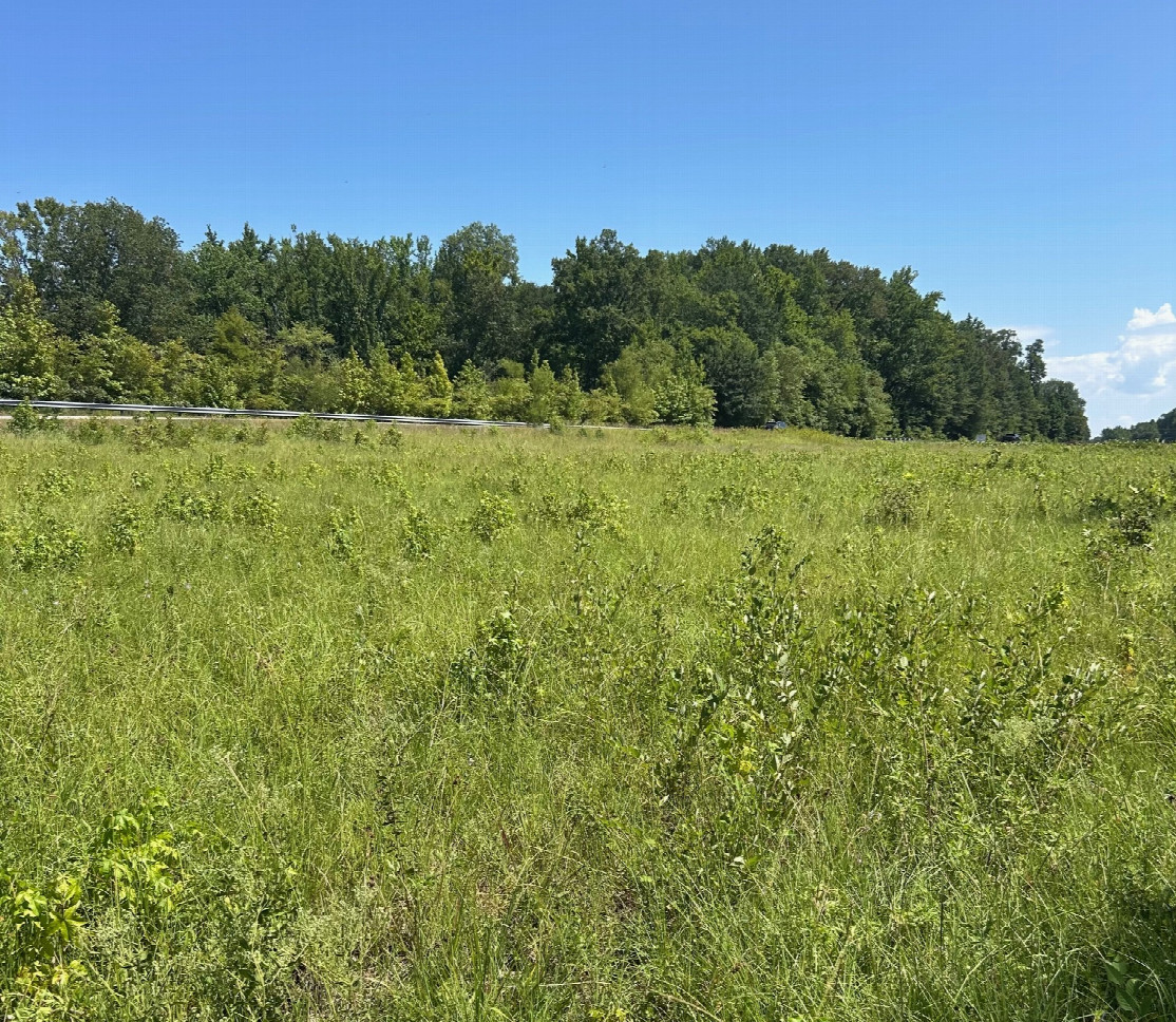 An overview of the confluence looking north towards the point (it is within the tall grass).