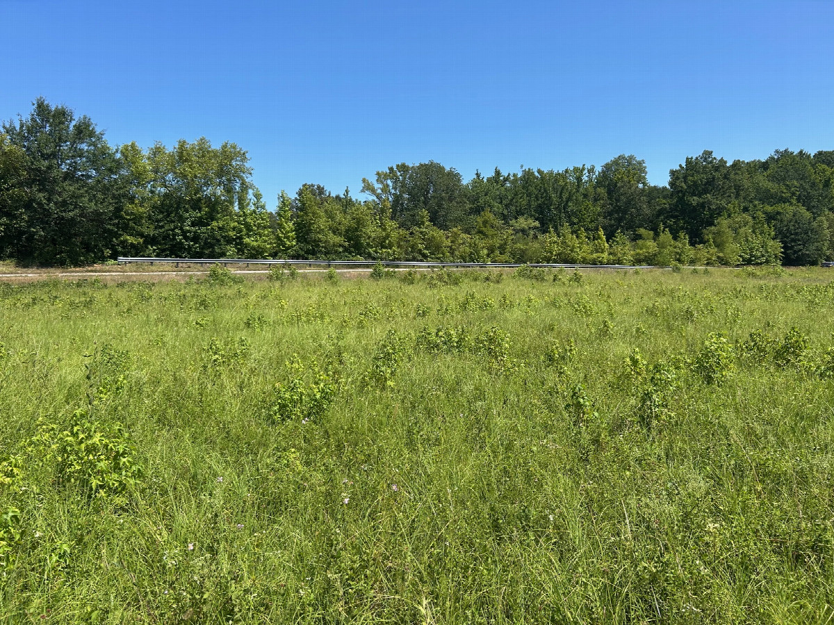 A view to the north from the confluence, toward Willie Ray Dr.