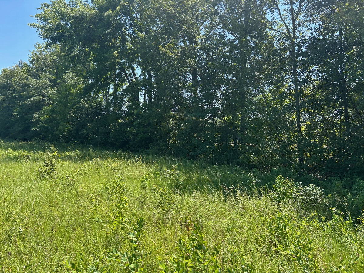 A view to the east from the confluence, toward I-57.