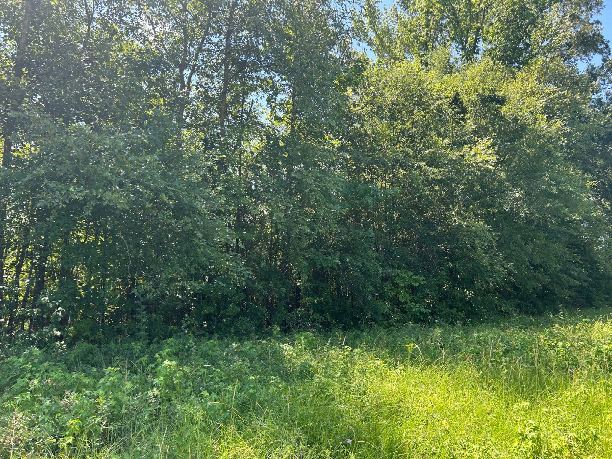 A view to the south from the confluence, toward I-57 at a different angle.
