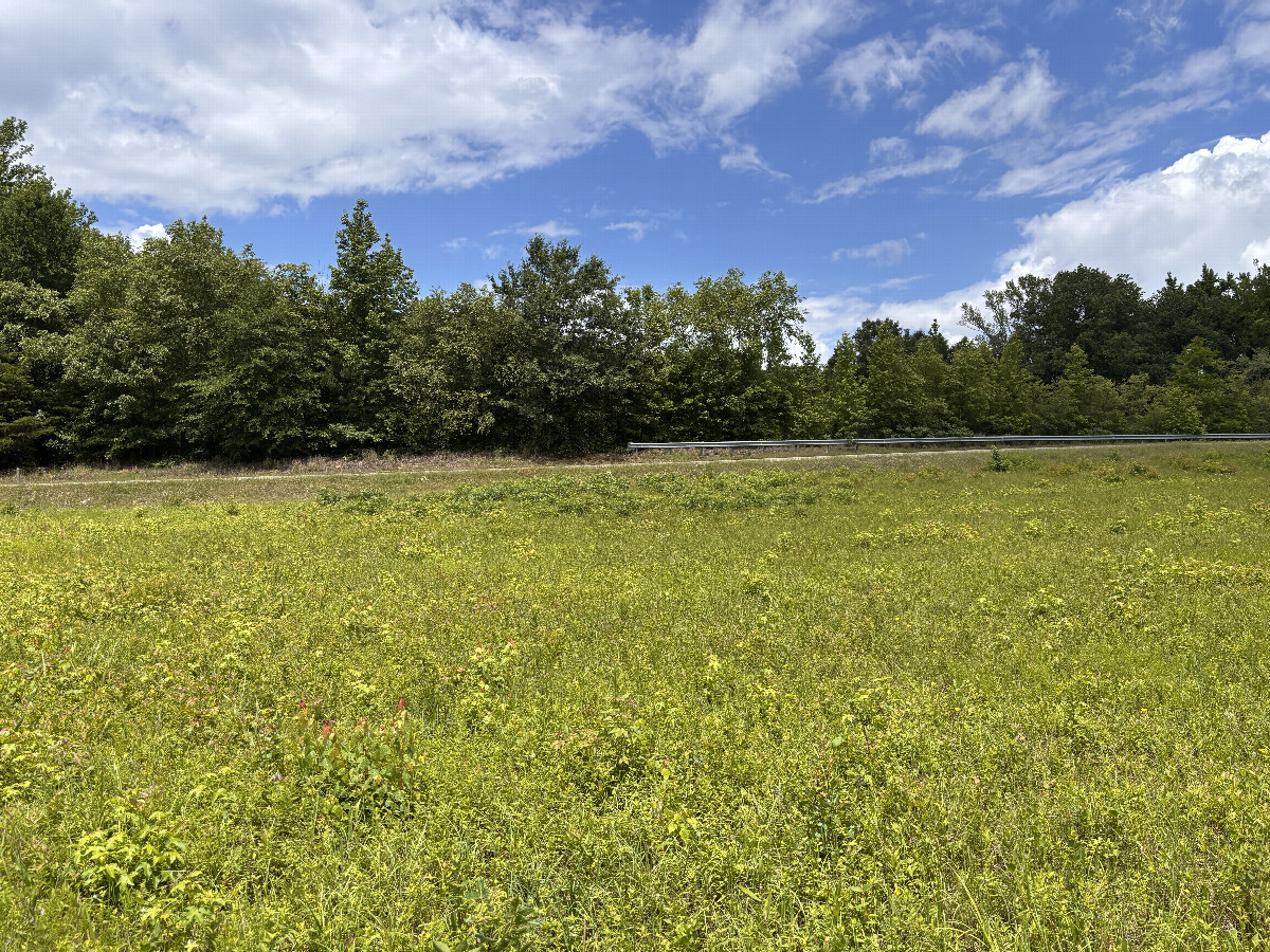 A view to the north from the confluence.