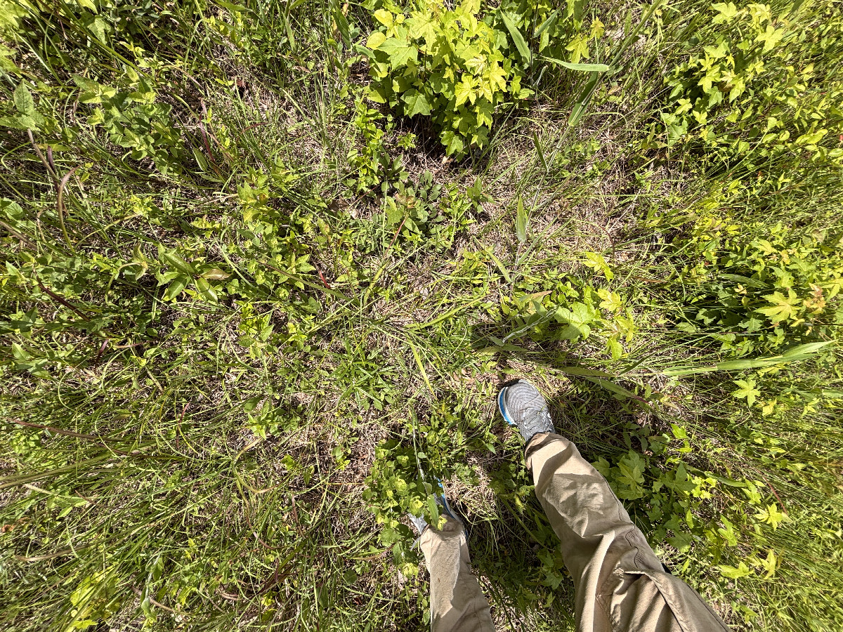 Ground cover at the confluence. 