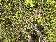 #8: Ground cover at the confluence. 
