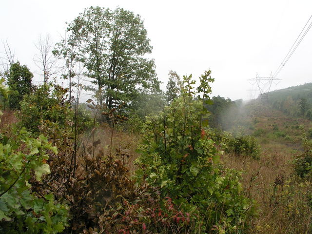 Looking east from 35N 93W.