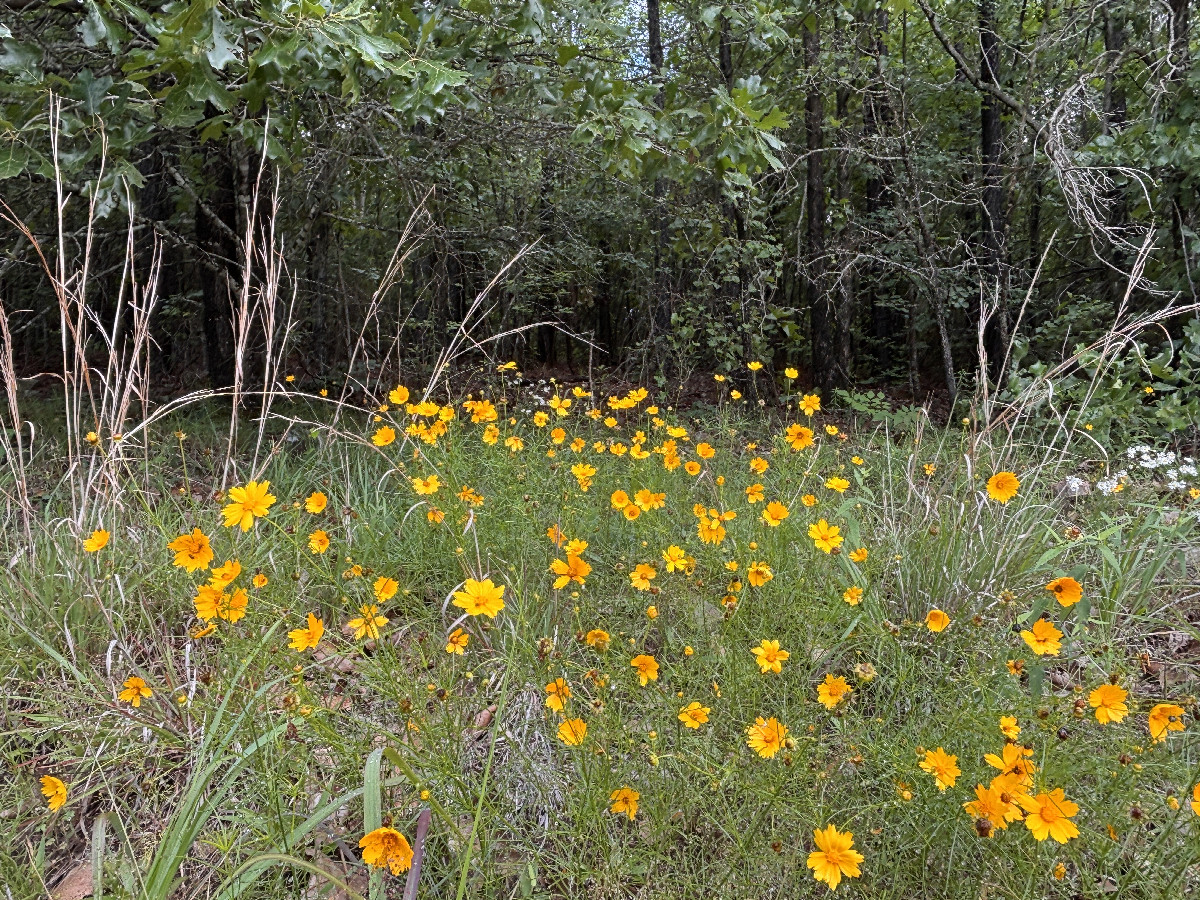 Some wildflowers near the confluence.