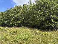 #2: A view to the north from the confluence site. 