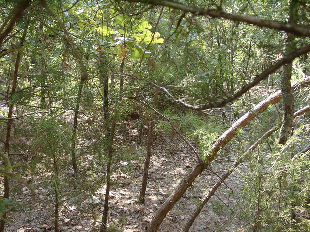 View looking south from the confluence