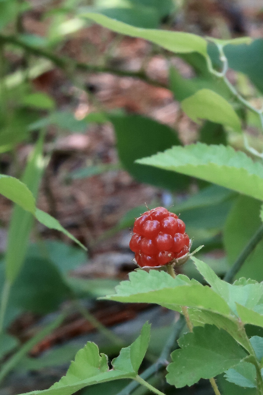 Confluence raspberry