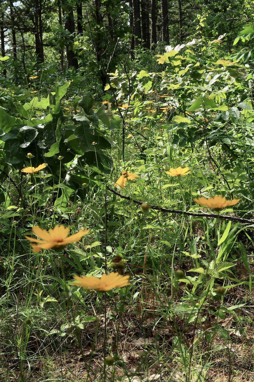Wildflowers seen along the way