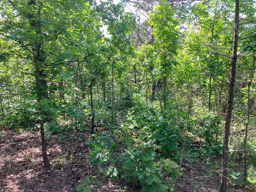 #1: Looking northwest at 35N 94W, located in the middle of the photo