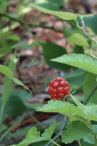 #10: Confluence raspberry