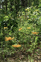 #9: Wildflowers seen along the way