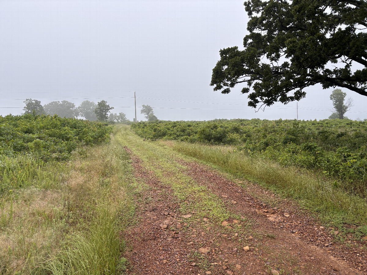The trail leading to the confluence.  
