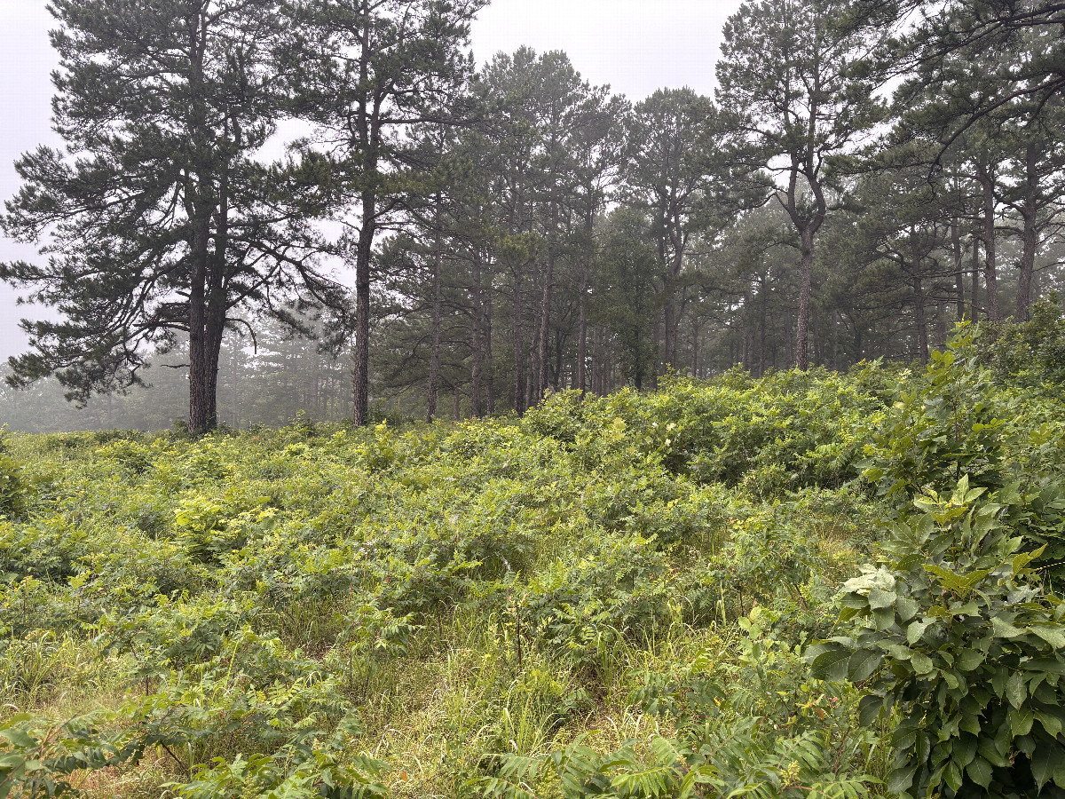 Meadow south of the confluence. 