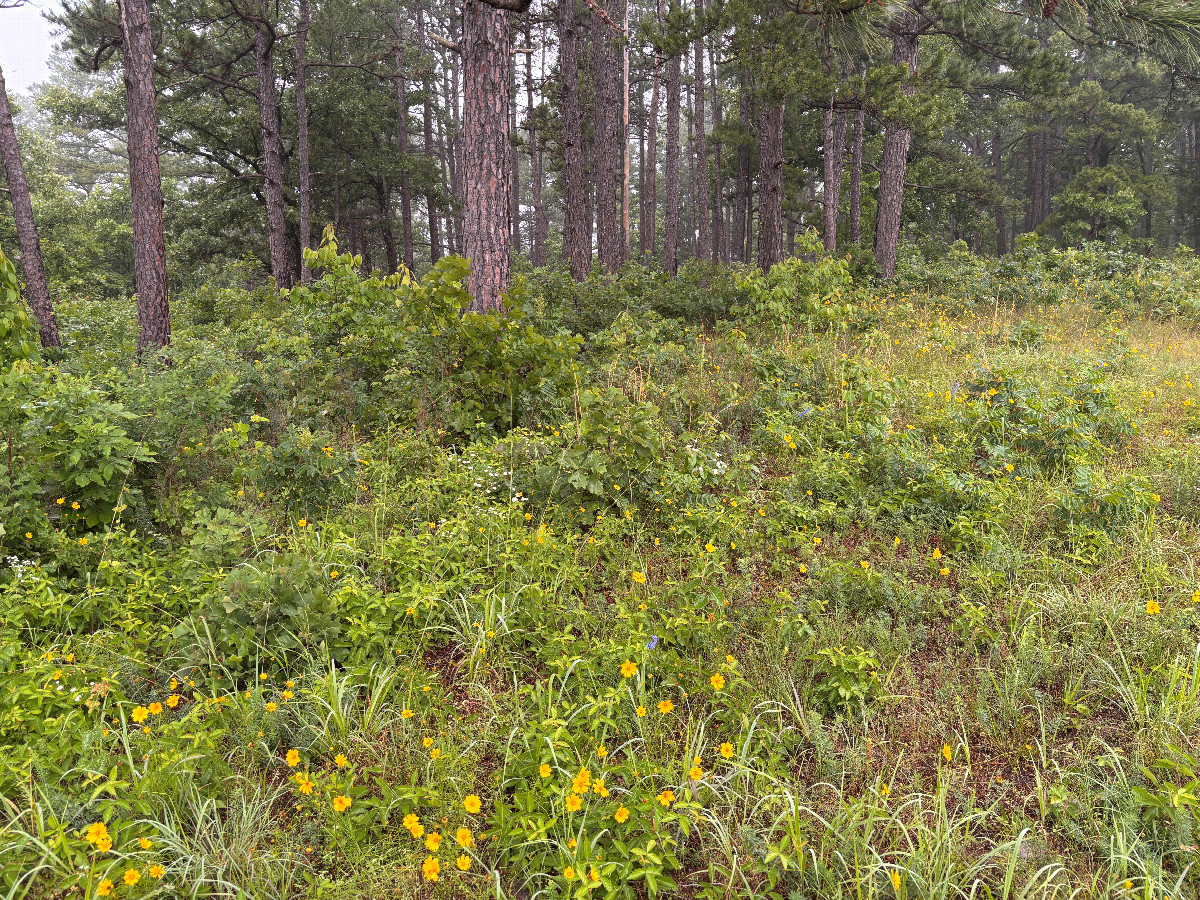 Looking north-northwest toward the grove of trees in which the confluence is located. 