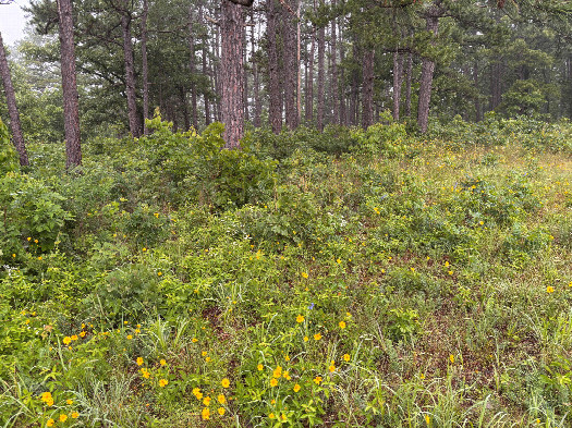 #1: Looking north-northwest toward the grove of trees in which the confluence is located. 