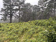 #11: Meadow south of the confluence. 