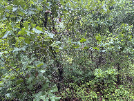 #2: View to the north from the confluence. 