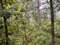 #3: View to the east from the confluence. 