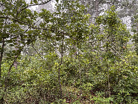#4: View to the south from the confluence. 