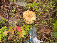 #6: Ground cover at confluence. 
