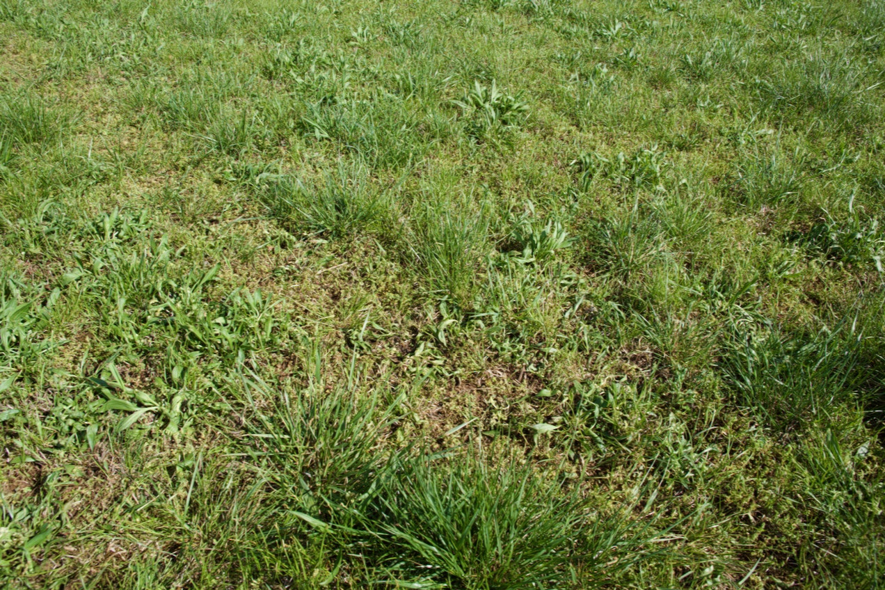 Ground cover at the confluence point