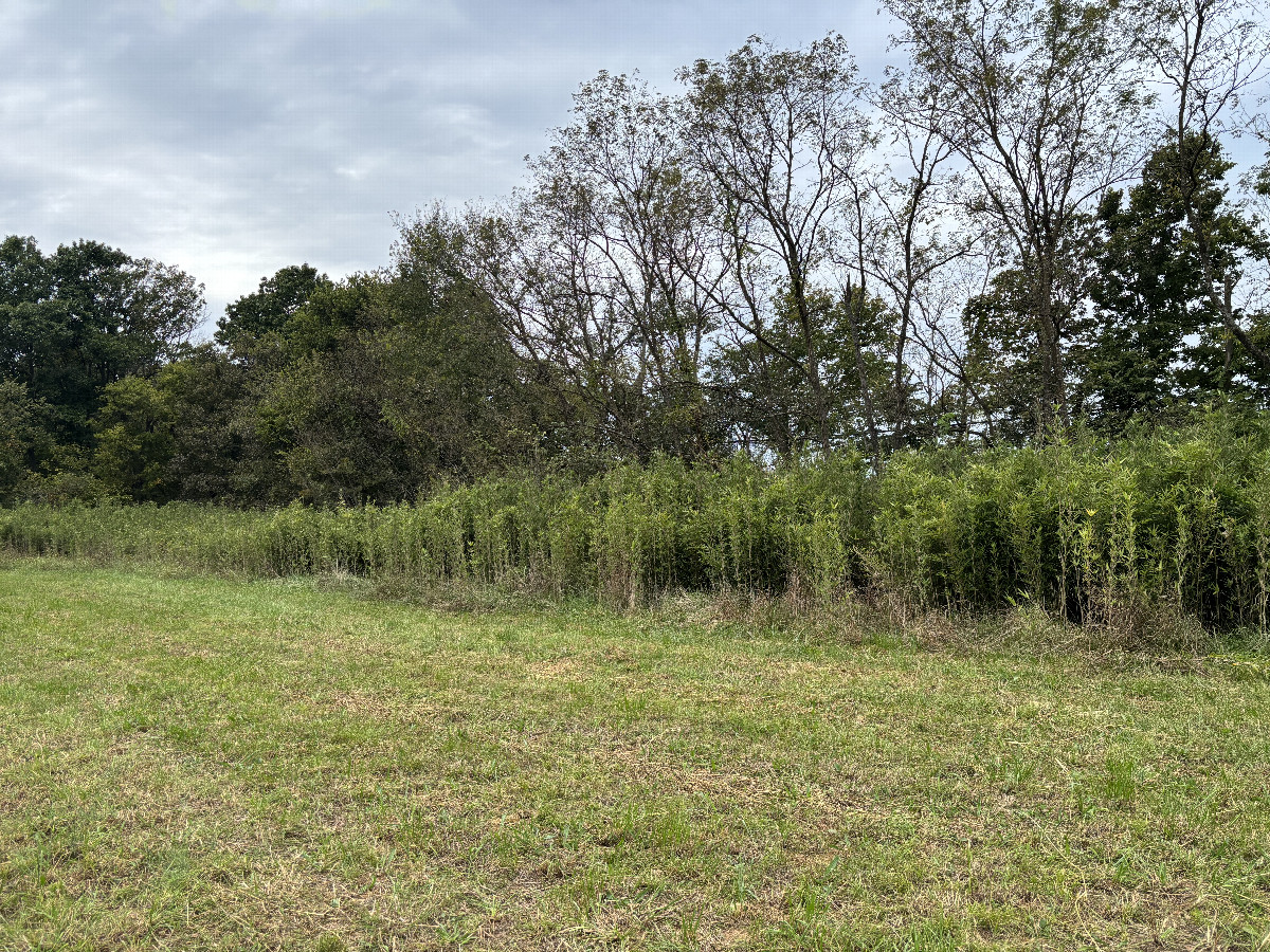 The field was entered via these tall plants.  