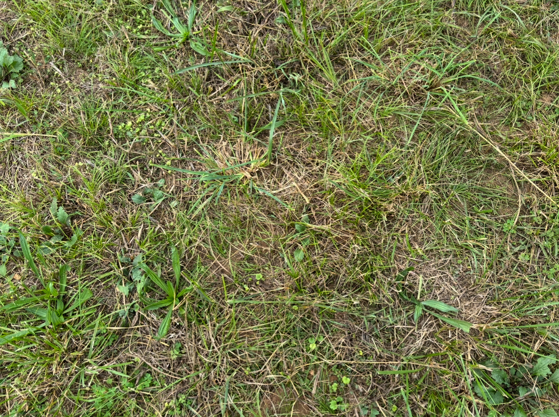Ground cover in the field at the confluence point.  