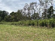 #10: The field was entered via these tall plants.  