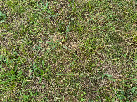 #8: Ground cover in the field at the confluence point.  
