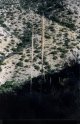 #4: A yucca plant on the way to the confluence.