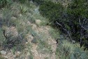 #5: The confluence point lies on a steep, scrub-covered hillside