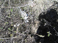 #9: DJI quadcopter found! Safely caught and suspended within this bush for 50 days!